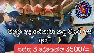 සත්තු 3 දේනාම 3500/=🥵😱