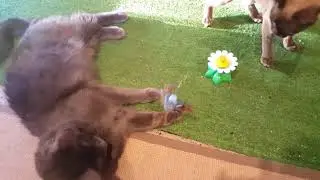 Shadow & Latte play with Rotating Bird  - fun Cat Toy