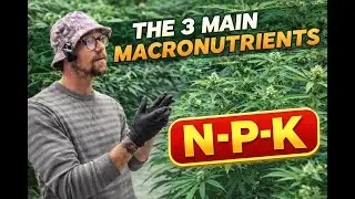 NPK EXPLAINED: The 3 Macronutrients Every Cannabis Plant Needs