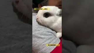 Netherland Dwarf Bunny ❤️🤍❤️🤍my beloved pet CHANTAL #brazil #rabbit #mybunny #pets #coelhoanao