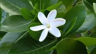 Nuku afea