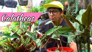 5 VARIEDADES de CALATHEAS plantas hermosas de sombra - HERMOSAS calatheas Tricolor, Ornata
