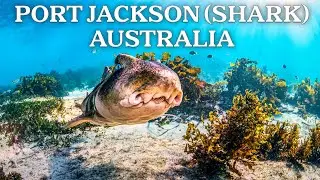 The Strangest Sharks on the Planet (Found Only in Australia)