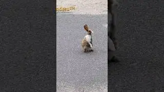 Rabbit Island in Japan.・・・１５７８　Ｓ　1577　So Cute UTACCHI　(ウサギさんの可愛い「うたっち」)