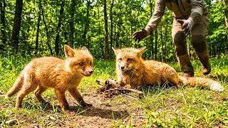 eb&eacute; Zorro Suplica Ayuda para Salvar a su Mam&aacute; &ndash; Rescatando a una Madre Zorro Atrapada en una Trampa