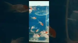 ⚡RED CAP GOLD FISH ❤️ 😎