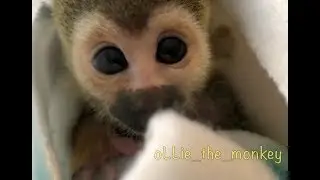 Baby Monkey oLLie | Purrs like a Baby Kitten!!!