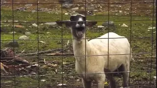 Goat Sound Effect (FREE).wav