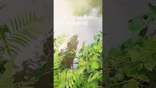#mancingikanbandeng#shorts