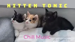Chill Cats and Chill Music For Study, Relaxation, Work and Stress. #catlovers