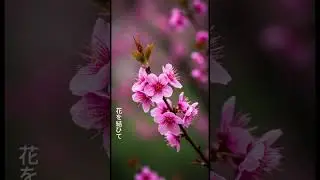 花を結ひて /  Taka Space #music