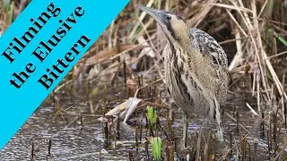 Filming the elusive Bittern with the OM-1 Mk2 an dthe 150-400mm lens