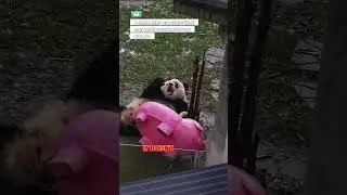 relaxed sitting style while eating bamboo, they seem to be saying: &ldquo;Take life easy, bro!&rdquo;#animals