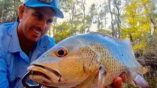BIG MANGROVE JACKS IN A TINY CREEK