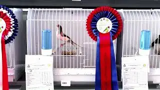 Mostra Ornitologica Campionato Regionale Calabro 2022 - Rovito (Cs) - Calabria Regional Championship