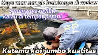 Ketemu Koi jumbo kualitas,,di petani ini,di review harga juga..dasen Koi farm