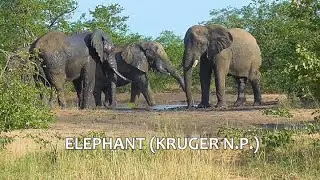 SOUTH AFRICA elephants (central Kruger n.p.)