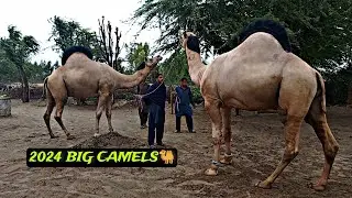 2024 Big Camels 🐫 Husnain Or Khalid  Ke Ont  | Camel Farming in Pakistan