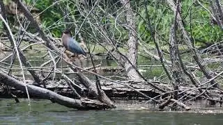 A Green Heron that was pretty chatty - 4K