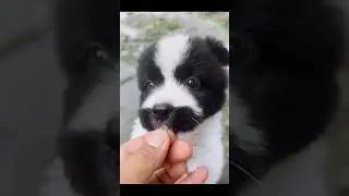 So cute 🥰 #dog #cute #shortvideo #dogsofinstaworld