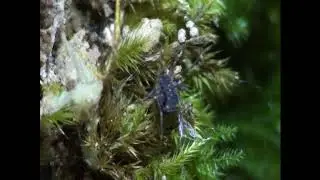Opilione indet. (Opilio sp. juv.?)