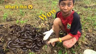 I catching the giant millipede in garden #insectamazone #wildlife #amazing #shorts #insect #insects 
