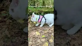 This Cat's Leaf Adventure Will Make You Smile!