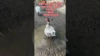 Manila duck# manila lavender colour #manila grey colour#manila blue colour # manila blue chicks # ma