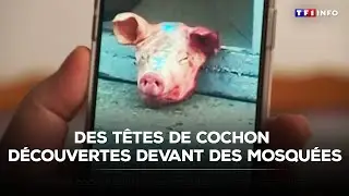 T&ecirc;tes de cochon d&eacute;couvertes devant des mosqu&eacute;es : qui sont les auteurs des faits ? ｜TF1 INFO