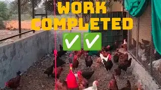 🐓🐓🐔हर दिन 100 अंडे #everyday 100 eggs #Chicken Farming 🐔🐓🐓