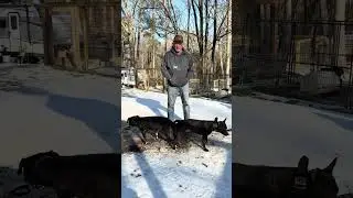 Бушвик Билл❌Бейлин; Линейное разведение Кемо для будущего