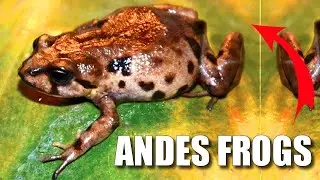 Andes Frog&nbsp;Facts: Frogs WITHOUT Tadpoles 🐸 Animal Fact Files