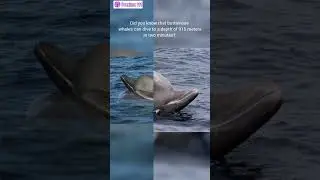Did you know that bottlenose whales can dive to a depth of 915 meters in two minutes? #whales