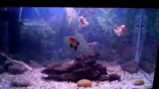 my new baby red, and albino oscars ( 9/1/2012 )