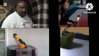 up to faster 10 min dank birb memes 4