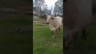 #shorts #teamcrazyy  #animal #cow #hills #green