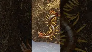 Giant Centipede VS. Cockroach