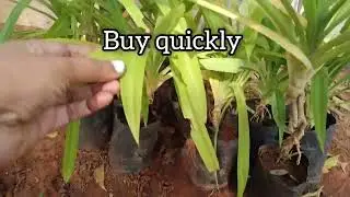 pandan/Biryani leaf/Rambha plant/Basmati leaf plant/live plant,(Pandanus Amaryllifolius) Plant