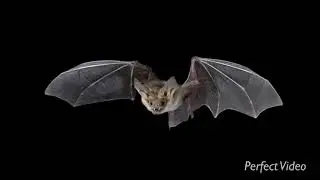 sounds only bats can hear
