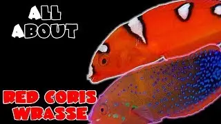 All About The Red Coris Wrasse or Clown Wrasse