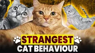 Weirdest Things Cats Do | Cat Behaviour EXPLAINED