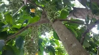 Gaduguda tree
