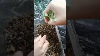 Fish aquarium restore🐟🐠