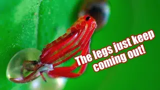 Leaf-Footed Bugs Hatching