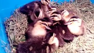 Ducklings Guinea Pig Cage Heat lamp and Water bottle
