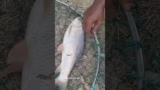 Catching big monster Rohu fish #viralvideo #biggfish #fishing #freshwaterfish #shorts