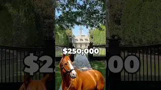 Crazy race horse breeding stats! #horseracing #horses #horseenthusiast #horsefan #horsebreeding