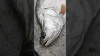 &nbsp;भुना मछली 🐠🐟🐠 5 kg