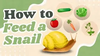 How to Feed a Snail