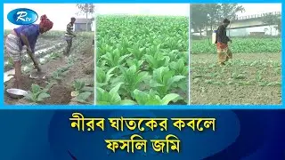 টাঙ্গাইলে ফসলি জমিতে বিষাক্ত তামাকের বিস্তার | Tangail Tobacco Farming | Rtv News